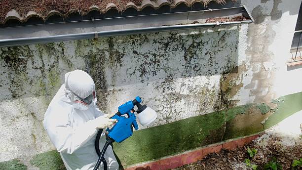 Trusted Mold Remediation service in Bothell, WA - Cheap Mold Removal